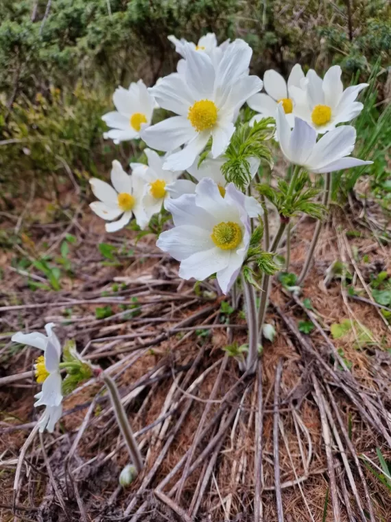 vivre où les anémones tapissent les montagnes